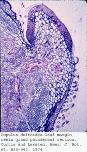 Anat0585
