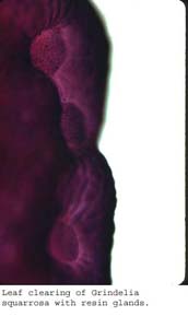 Anat0595