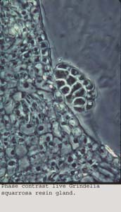 Anat0596