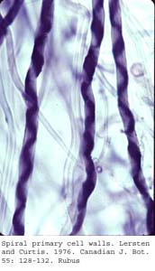 anat0619