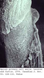 anat0623