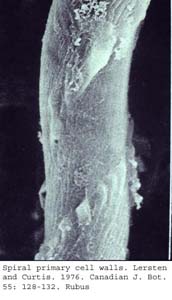 anat0624