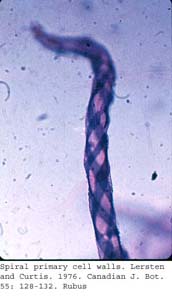 anat0626
