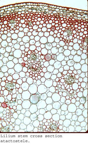 anat1062