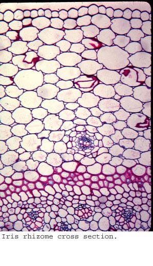 anat1069