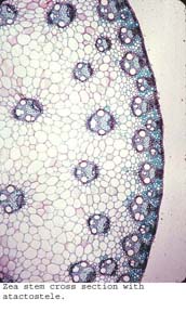 anat1060