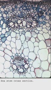 anat1061