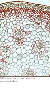 anat1062