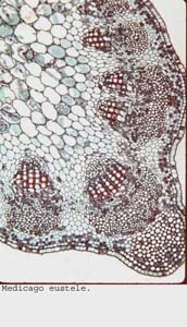 anat1063