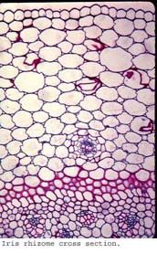 anat1069