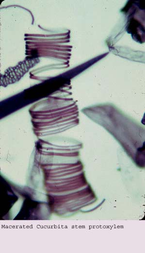 Anat0186