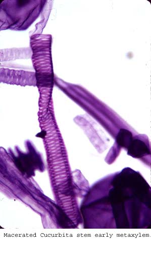 Anat0187