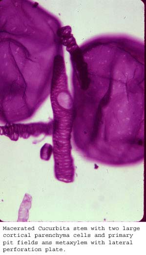 Anat0188