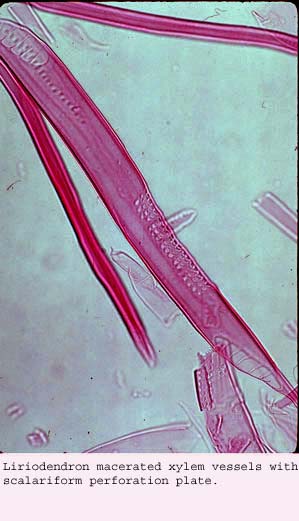 Anat0189