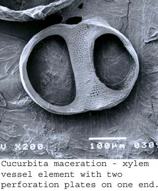 SEM0210
