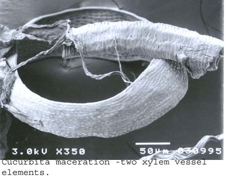 SEM0212