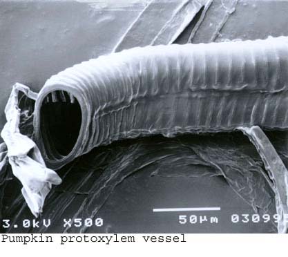 SEM0215