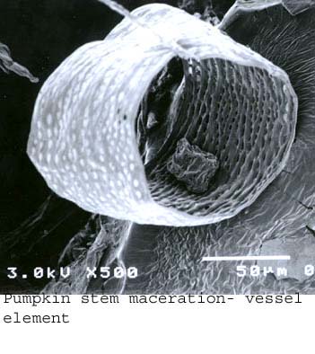 SEM0220