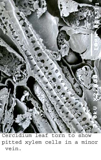 SEM0244