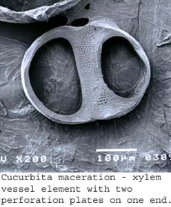 SEM0210