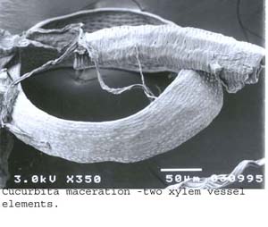 SEM0212