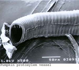 SEM0215