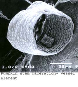 SEM0220