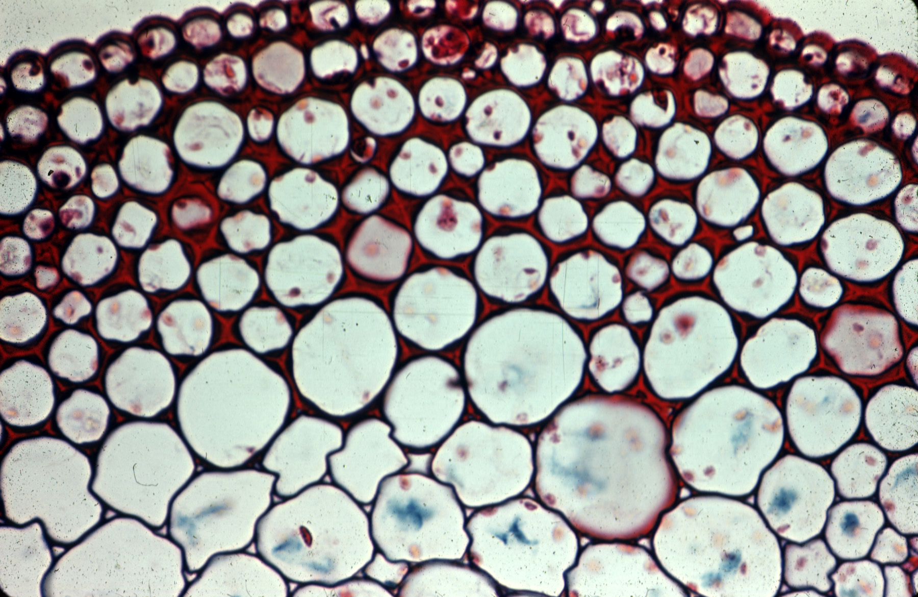 Колленхима растения микроскоп