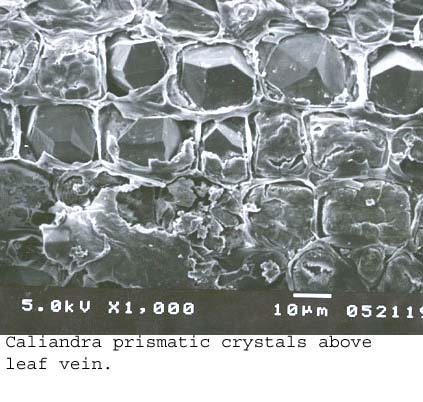 SEM0261