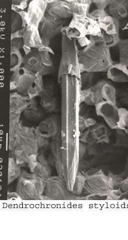 anat0826