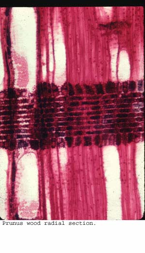 Anat0304