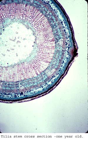 Tilia11