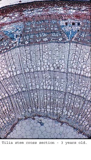 Tilia32