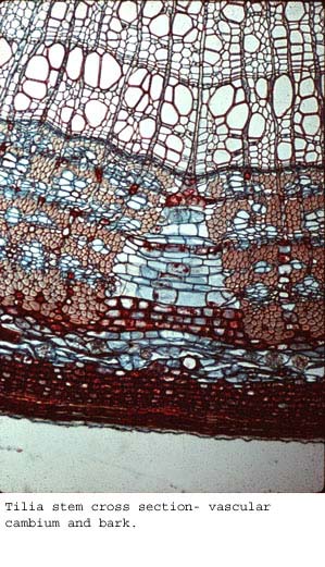 Tilia4