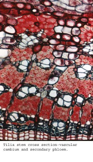 Tilia7