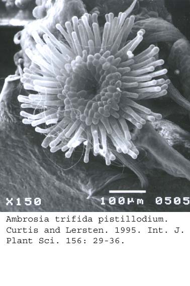 SEM0032