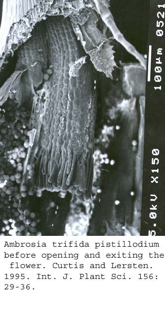 SEM0034