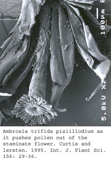 SEM0037