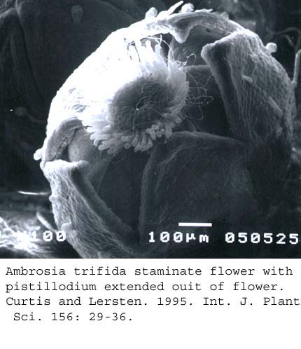 SEM0038