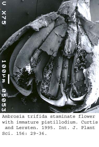 SEM0045