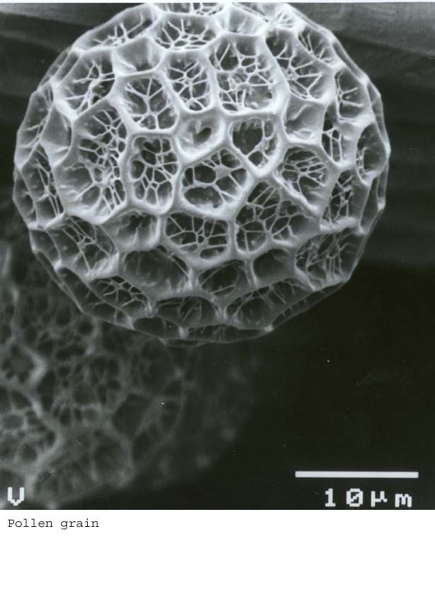 SEM0214
