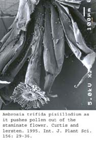 SEM0037