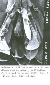 SEM0043