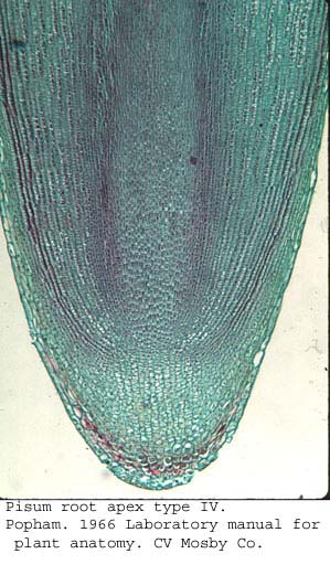 anat0881