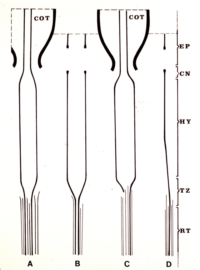 anat0689