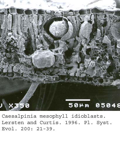 SEM0019
