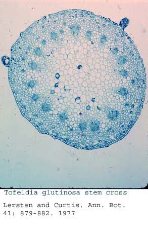 Anat0606