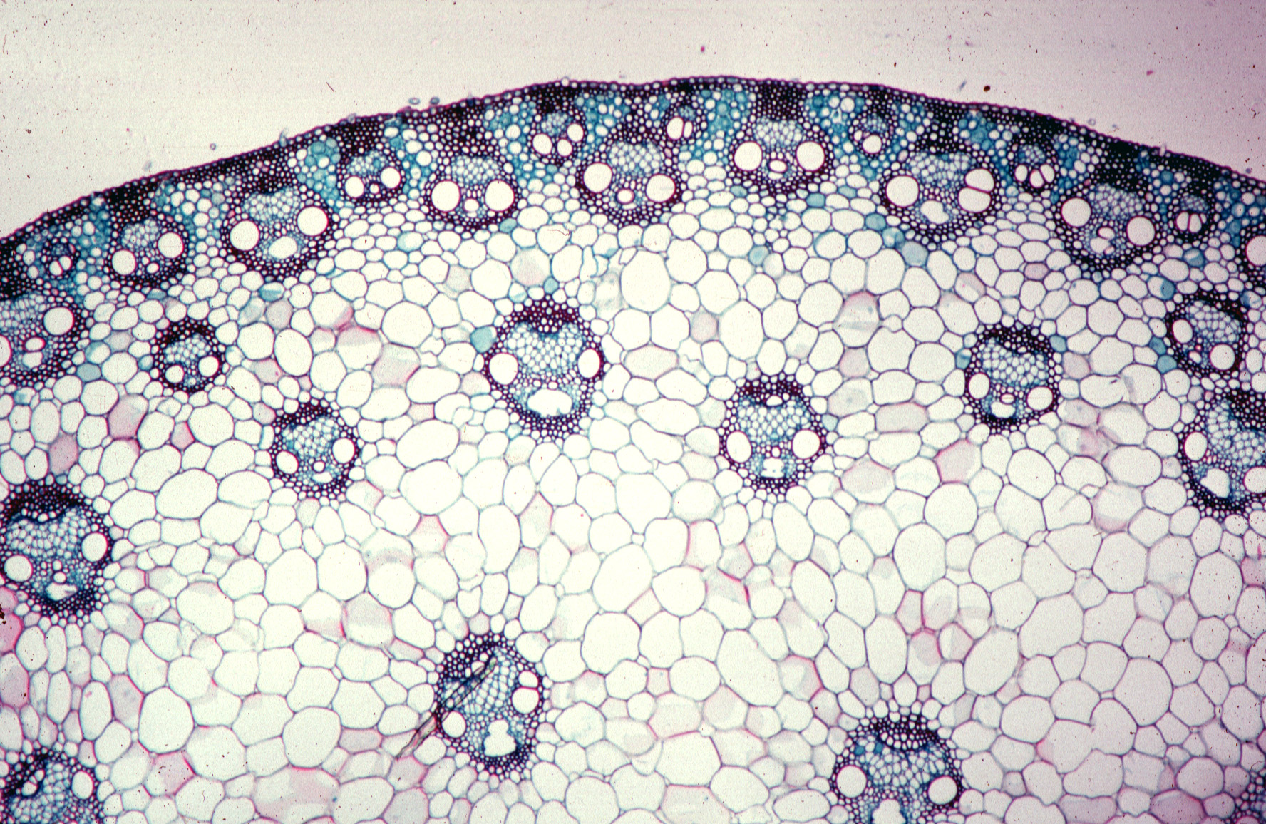 Zea Mays под микроскопом