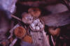 bird's nest fungus fruiting bodies