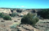 Ephedra on rim of Canyon de Chelly